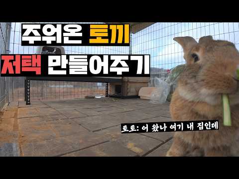 농기구 맞고 실려갔던 토끼, 치료해주고 대저택 만들어주기