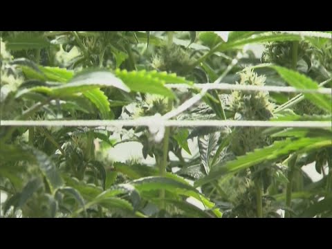 President Trump marijuana executive order: What does it mean?