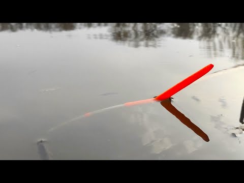 THE CAGES ARE FULL OF FISH - CARP MONSTERS, CARP!!!! FISHING ON A FLOAT IN SPRING