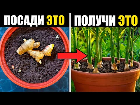 Как Вырастить ИМБИРЬ В Горшке И Собрать ГИГАНТСКИЙ Урожай.
