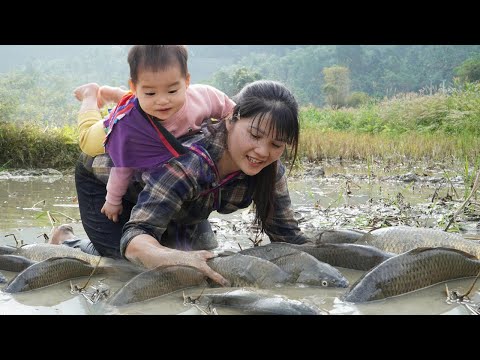Encountering a giant school of fish in the mud on a rainy day- trap giant fish to sell at the market