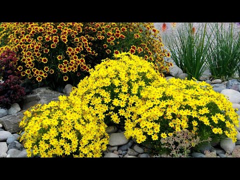 TOP 17 PERENNIALS that bloom like a picture