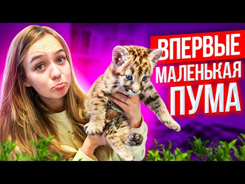 ВПЕРВЫЕ - ПРИЮТИЛА ЗЛУЮ ПУМУ 😲