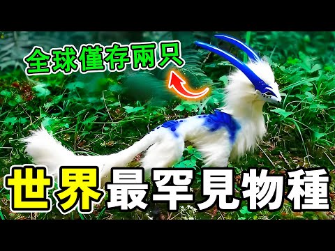 世界最罕見的十大瀕危物種，第一名全球僅存兩只，人類傾盡全力也難以挽回！#世界之最 #动物 #科普 #世界之大