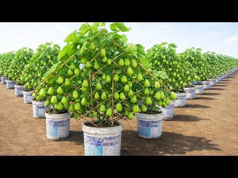 Plastic Container Chayote Method That Produces Dense, Heavy Fruit