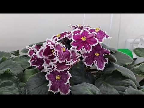 Цветущие фиалки 11.06.25.