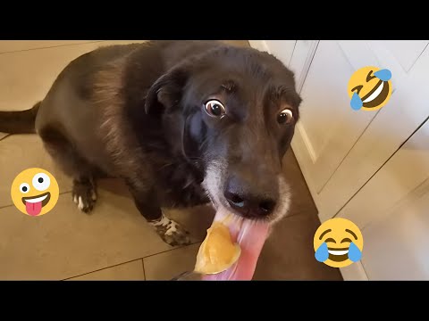 Dogs Causing CHAOS And It’s Hilarious! 😂 Funny Animals Video 2025&2026