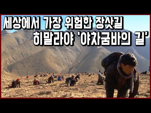 황금의 약초를 찾아 히말라야를 오르는 사람들_야차굼바의 길