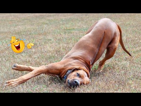 HILARIOUS DOGS Being Weird 🤪 NEW Funniest Dogs Video 2026