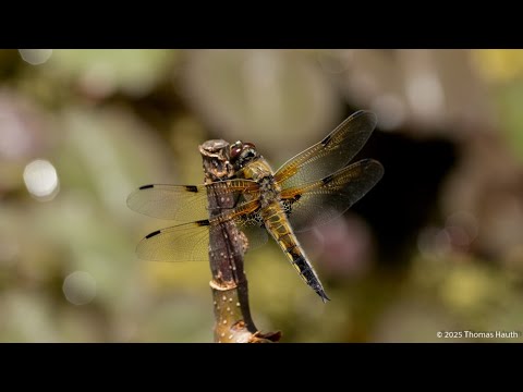 Vierfleck - Libelle (Libellula quadrimaculata)