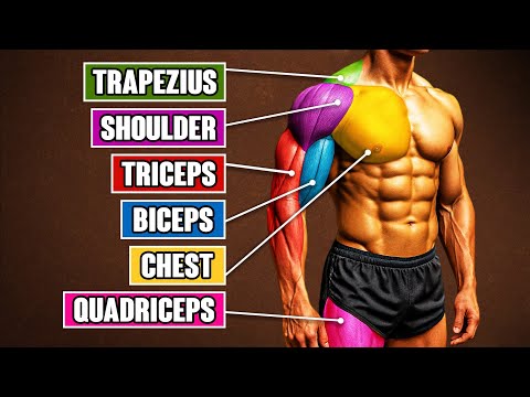 The Best Exercise for Every Muscle Group