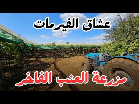 ❤️هذا هو المشروع يا سادة يا كرام | #مزرعة للبيع كلها عنب نواحي مكناس #الإستثمار_الفلاحي❤️