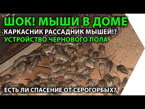 Мыши в каркасном доме. Устройство чернового пола. Защита каркасника от грызунов.