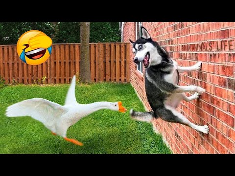 Try Not To Laugh 😆 | Funniest Animal Videos 2026