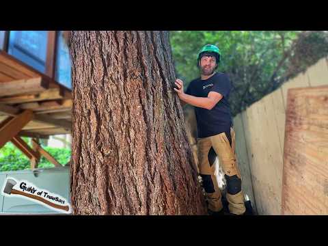 The BACKYARD BEAST! This tree was ALMOST IMPOSSIBLE to Remove! - Part 1