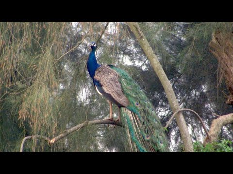 【外來種鳥類】戰地藍孔雀|怎麼會從聖鳥變成破壞在地生態的鳥類 (我們的島 859集 2016-05-30)