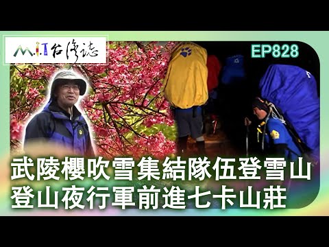 武陵櫻吹雪集結隊伍登雪山 登山夜行軍前進七卡山莊｜臺中市和平區 麥覺明【@ctvmit828集】