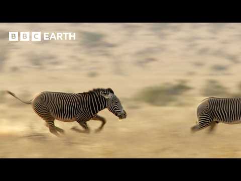 Can This Zebra See Off His Competition? | Narrated by David Attenborough | Africa | BBC Earth