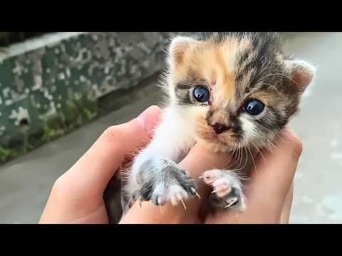 Tiny stray kitten wobbled over to me and stopped at my feet, as if asking to be adopted