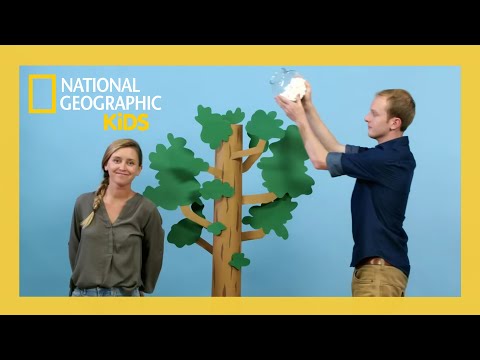 Trees! Big & Small 🌳 | Weird But True Full Episode | @natgeokids