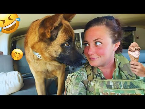 I dare you not to LAUGH at these FUNNY DOGS 😁🦮 - Best Funny Animals Videos 2025 #14