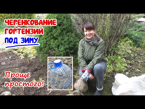 Propagating hydrangeas in the fall (before winter!) from pruned shoots. The results will surprise...