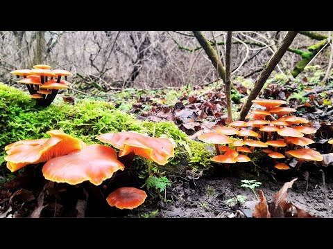 Неймовірно вдале зимове тихе полювання 19 грудня 2025