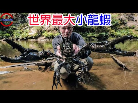 [生物放大鏡]顛覆你想像的巨大"小"龍蝦 | 跟小狗一樣巨大的"怪物" | 40年來發現最巨大的個體