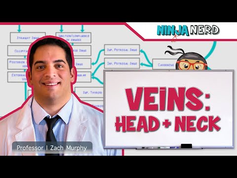 Circulatory System | Veins of the Head & Neck | Flow Chart