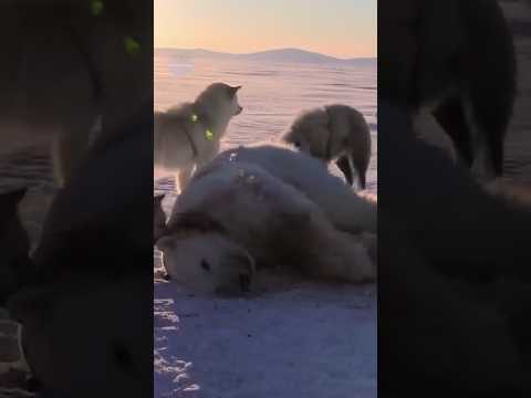 Le Dernier Chasseur d’Ours Polaires : Traque sur la Banquise