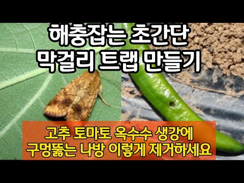 고추 토마토 옥수수 생강에 구멍뚫는 담배나방 조명나방 이렇게 제거하세요. 해충잡는 초간단 막걸리 트랩 만들기