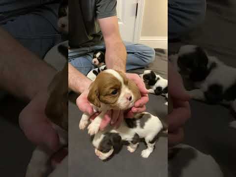 4 Week Puppy Updates! Luna, Daisy, and Robin pups