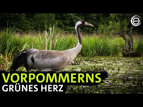 Western Pomerania's floodplains – Lesser Spotted Eagles and Beavers | Earth Experience