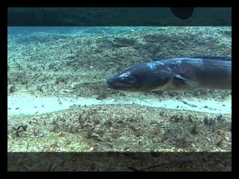 Мир подводной охоты - 361 - Подводная охота в Хорватии.