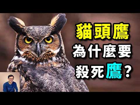 Why do owls hate eagles so much? It turns out they are the "cats" among birds!  #animal #owl #birds