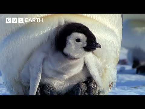 Extraordinary Penguin Moments | BBC Earth | BBC Studios