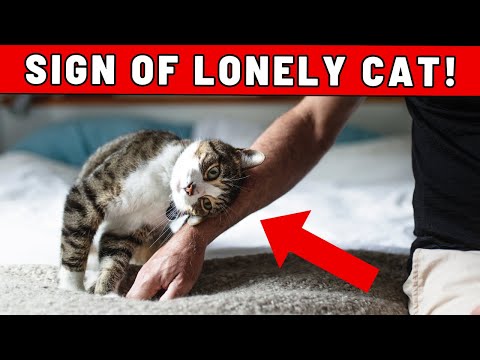 11 Signs That Your Cat Is Lonely - But You Don't Know