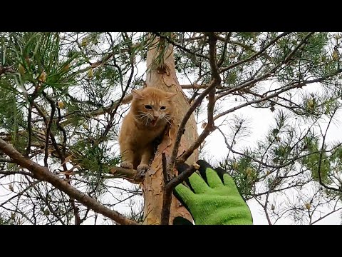 Несговорчивый но говорливый рыжий в тихом месте