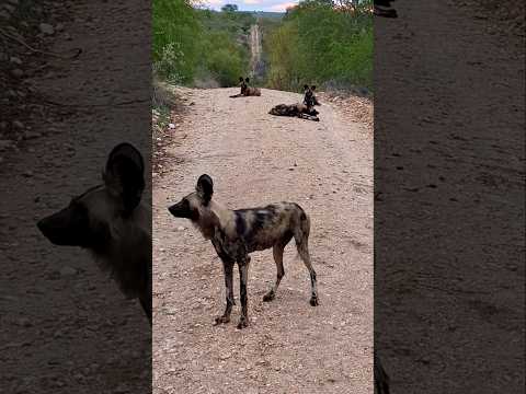 Super Cute Wild Dog Puppies Learn to Call 🔊