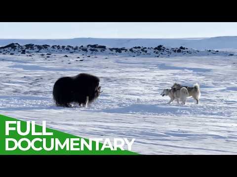 Ice Dogs – Guardians of the Arctic | Free Documentary Nature