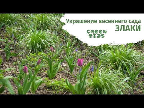 Злаки в ландшафтном дизайне. Злачные истории Татьяны Койсман.