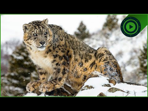 Snow Leopard vs. Tibetan Wolf: Who is the Real King of the Himalayas?