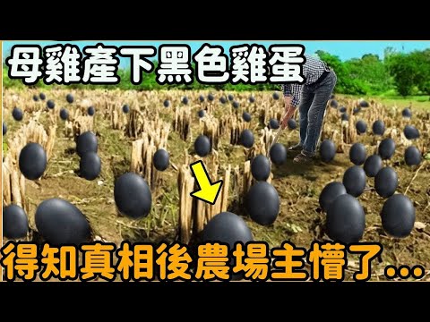 The hen gave birth to a nest of black eggs  which attracted the whole village to watch after hatchi