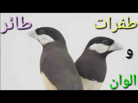 طفرةطائر الجاوىJava bird