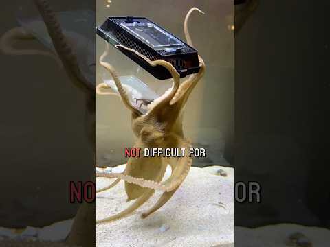 Watch Tommy the octopus get a crab in a container
