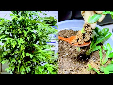 [Original Cactus] Spring repotting to grow a thick, tree-like trunk. I repotted a cactus I'd cut ...