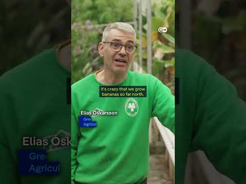 Iceland: Using volcanic energy to grow tropical fruits | DW Documentary