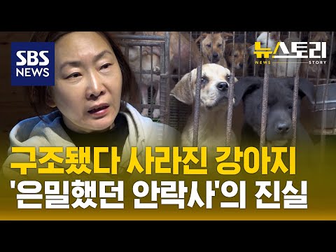 구조됐다 사라진 강아지...'은밀했던 안락사'의 진실 (뉴스토리) / SBS