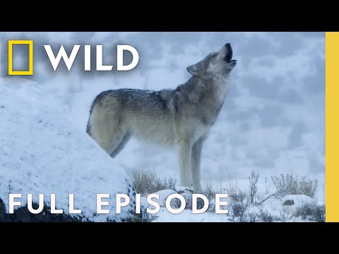 She Wolf: The Yellowstone Legend | SPECIAL | National Geographic