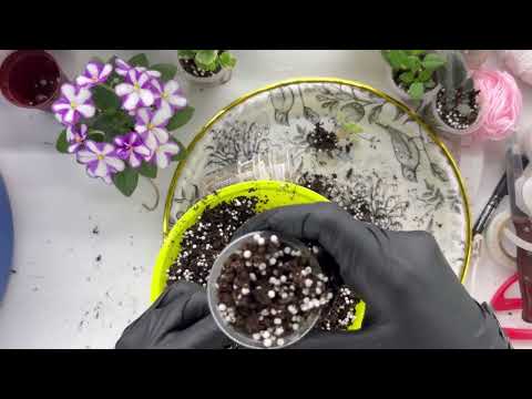 Big transplant of violets2 Chat.